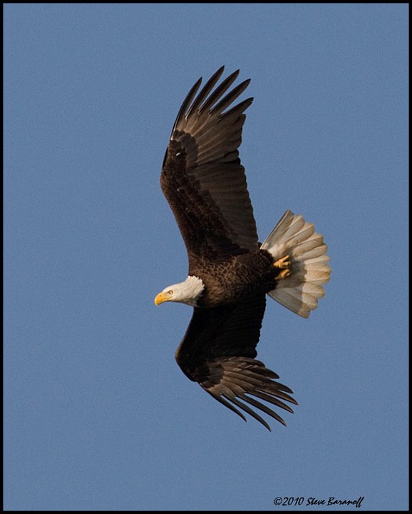 _0SB8828 american bald eagle.jpg